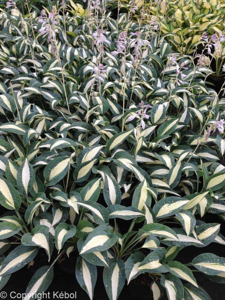 Hosta Pin-Up