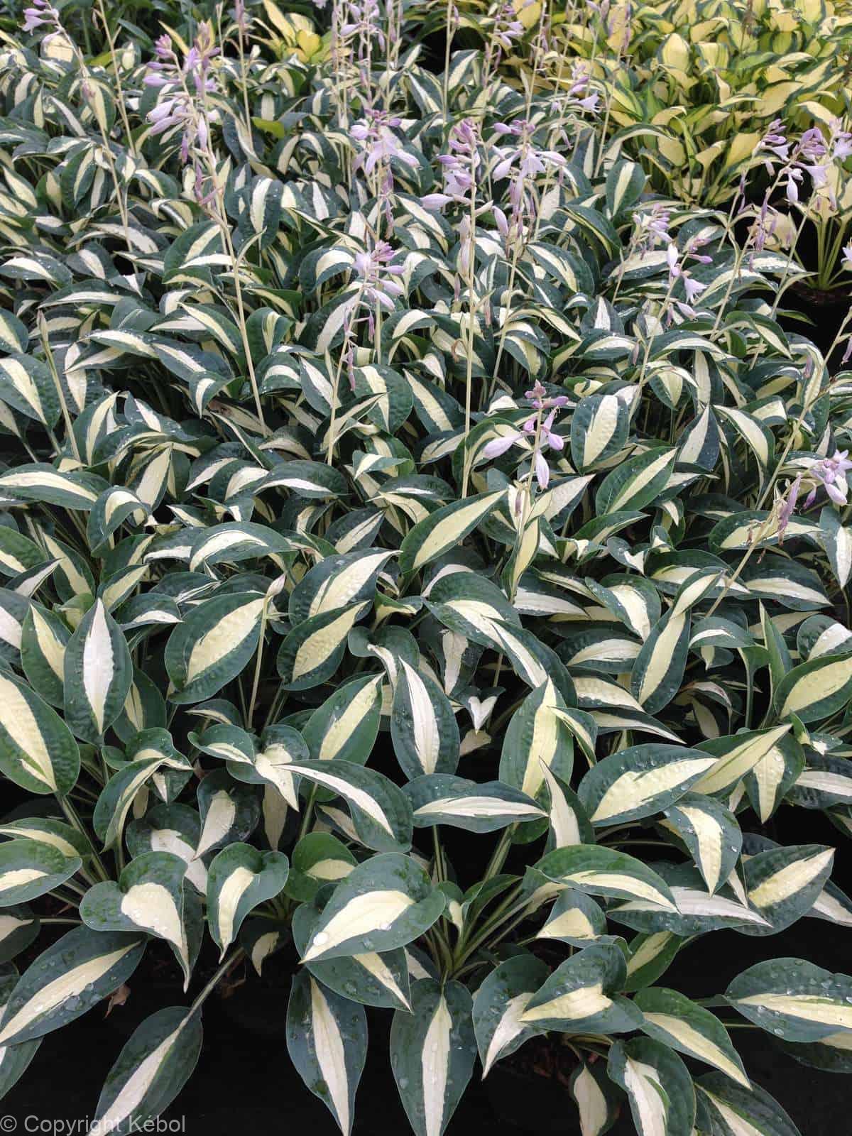 Hosta Pin-Up