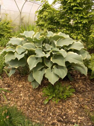 Hosta Regal Splendor - case