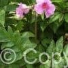 Incarvillea delavayi