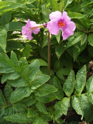 Incarvillea delavayi - case