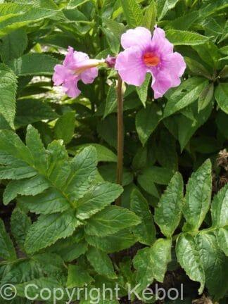 Incarvillea delavayi - case