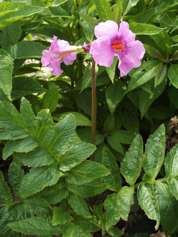 Incarvillea delavayi - case