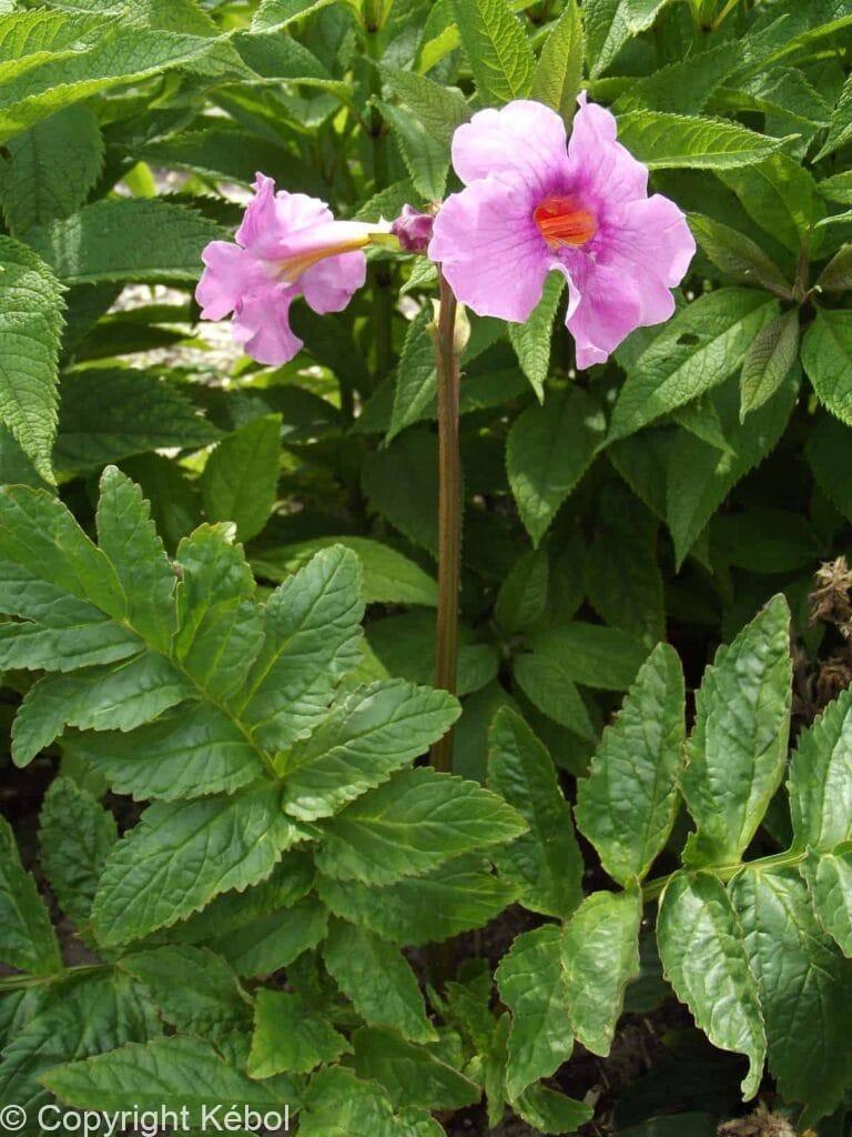 Incarvillea delavayi