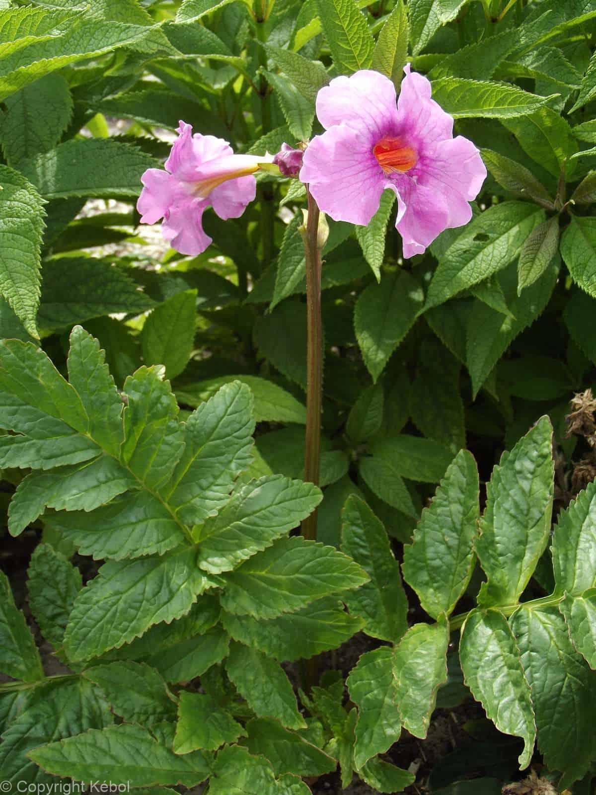 Incarvillea delavayi
