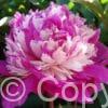 Paeonia lactiflora (D) Celebrity - Bag