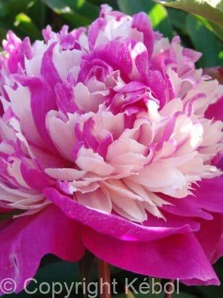 Paeonia lactiflora (D) Celebrity - Bag