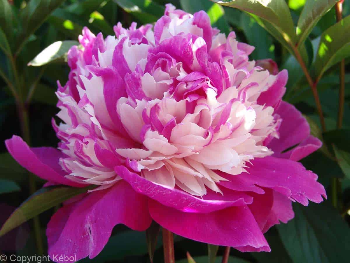Paeonia lactiflora (D) Celebrity - Bag
