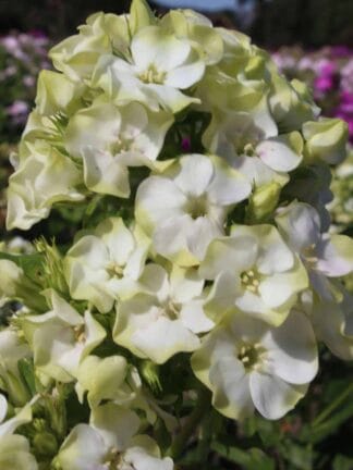 Phlox Jade - bag