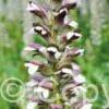 Acanthus Morning's Candle