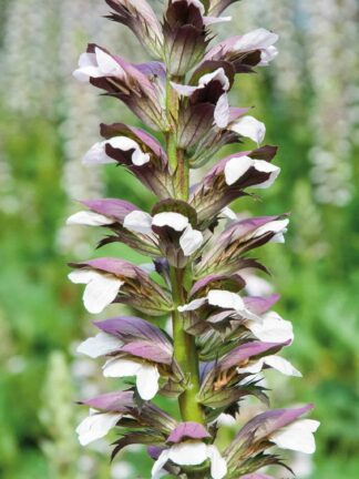 Acanthus Mornings Candle - bag