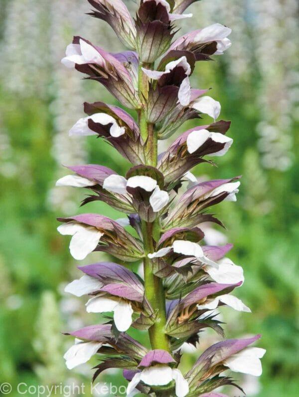 Acanthus Morning's Candle