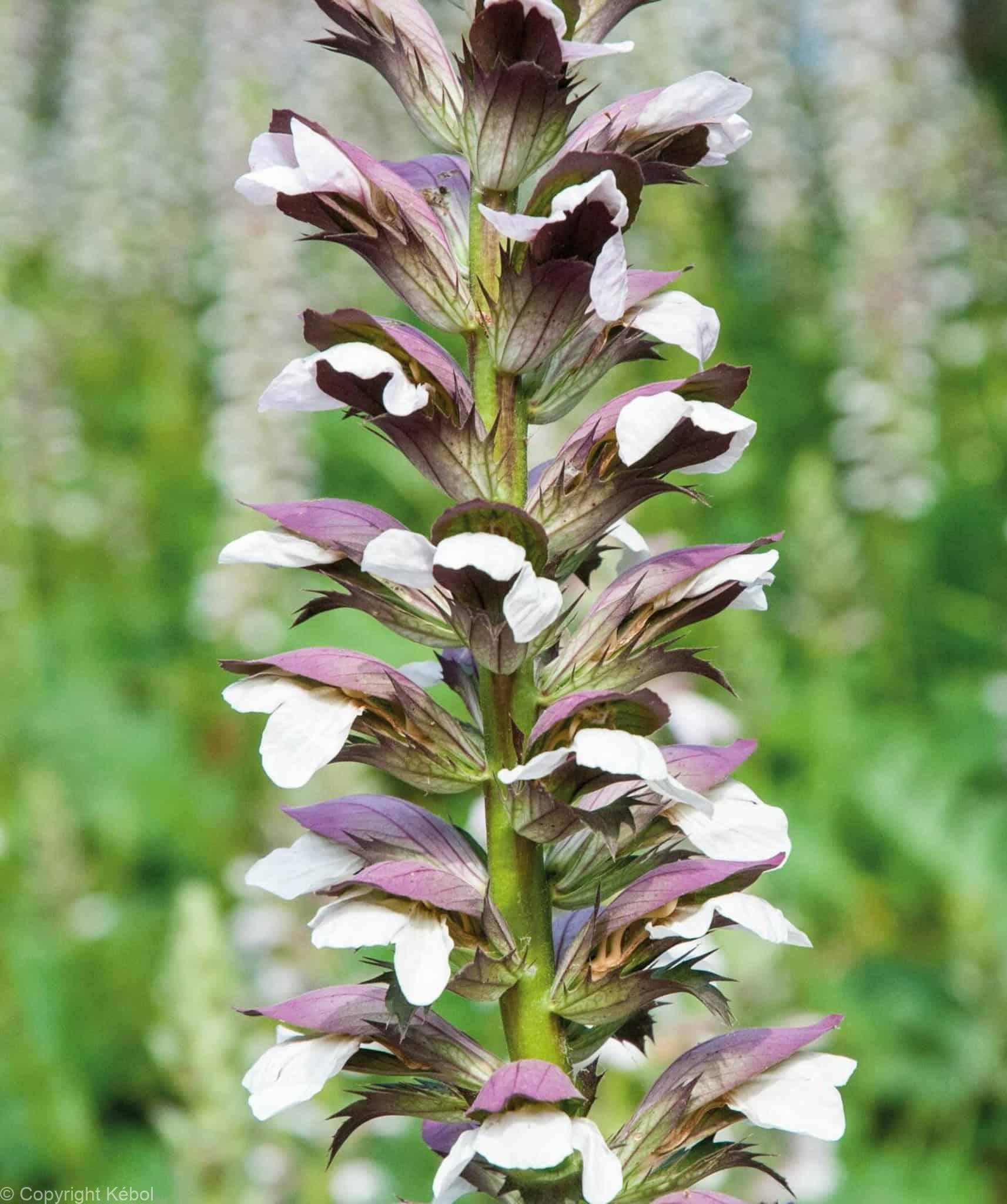 Acanthus Morning's Candle