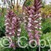Acanthus mollis
