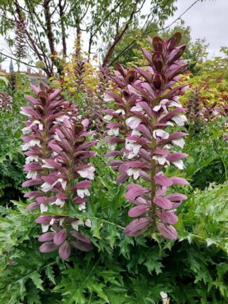 Acanthus Mollis - bag