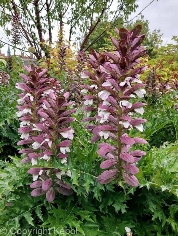 Acanthus mollis