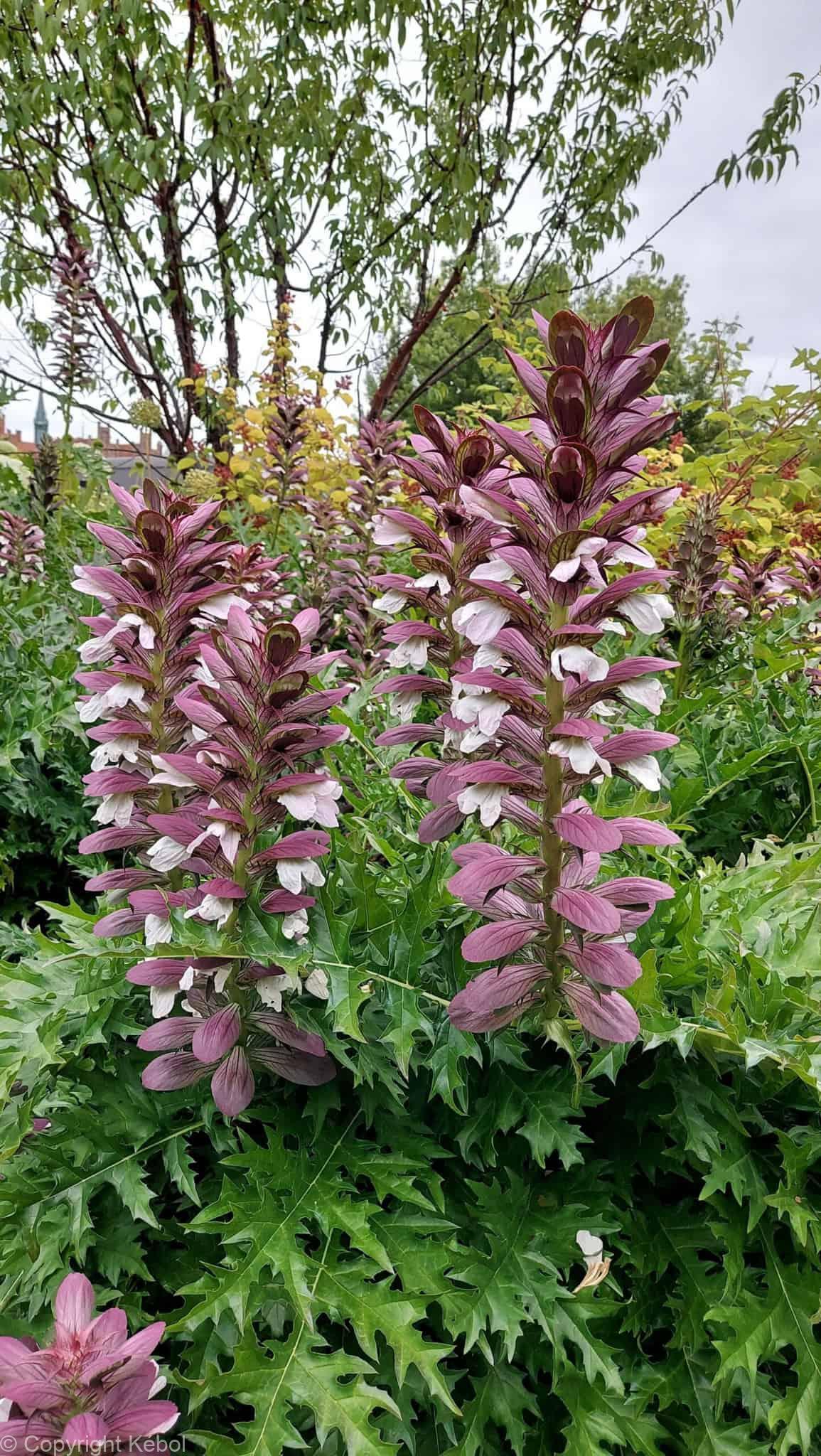 Acanthus mollis