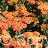 Achillea Terracotta