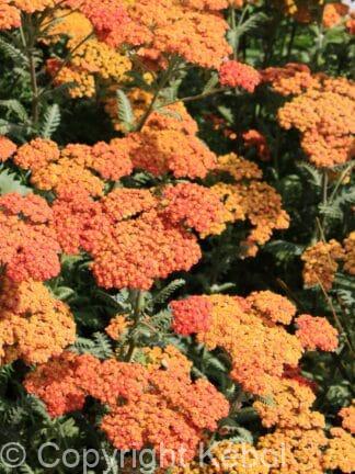 Achillea Terracotta - case