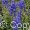 Aconitum Arendsii