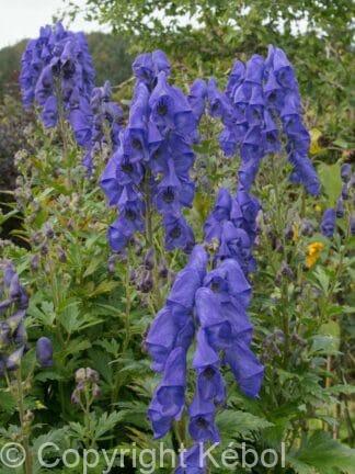 Aconitum Arendsii - case