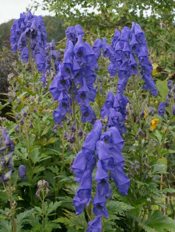 Aconitum Arendsii