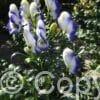 Aconitum Bicolor