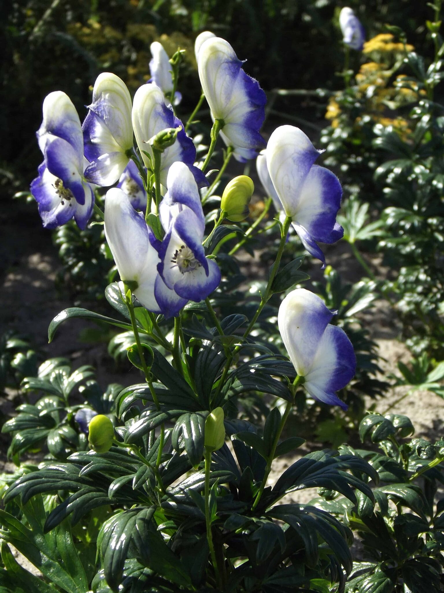 Aconitum Bicolor