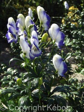 Aconitum Bicolor - case