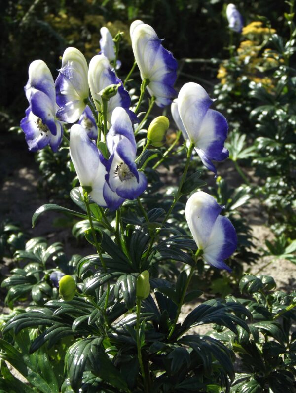 Aconitum Bicolor - case