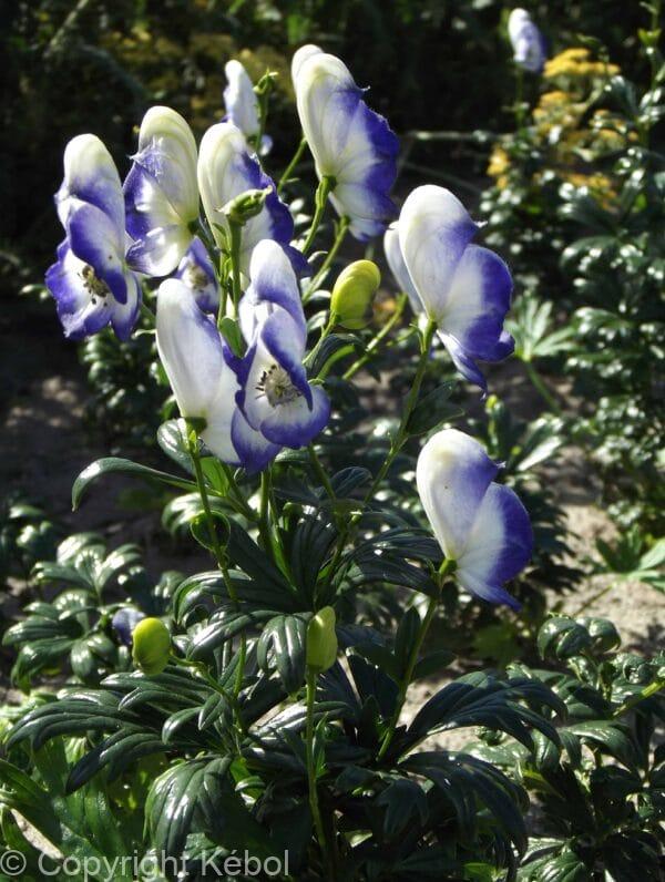 Aconitum Bicolor