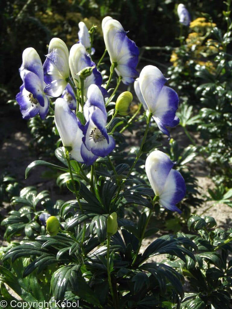 Aconitum Bicolor