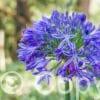 Agapanthus Headbourne Hybrids