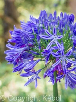 Agapanthus Headbourne Hybrids - bag