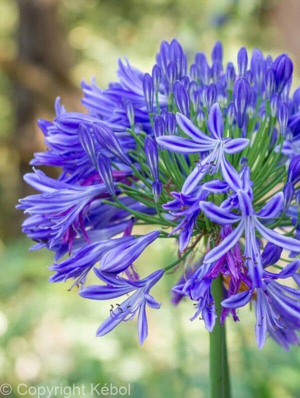 Agapanthus Headbourne Hybrids