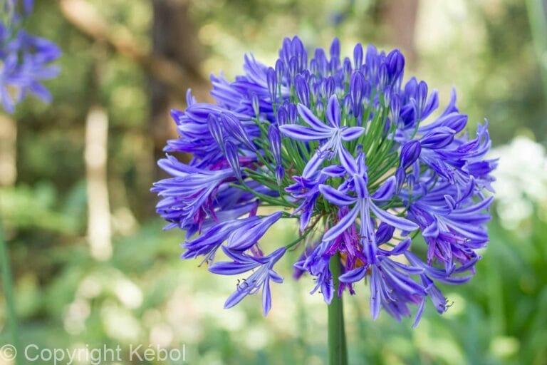 Agapanthus Headbourne Hybrids