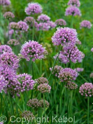 Allium Lisa blue - case