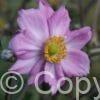 Anemone Königin Charlotte