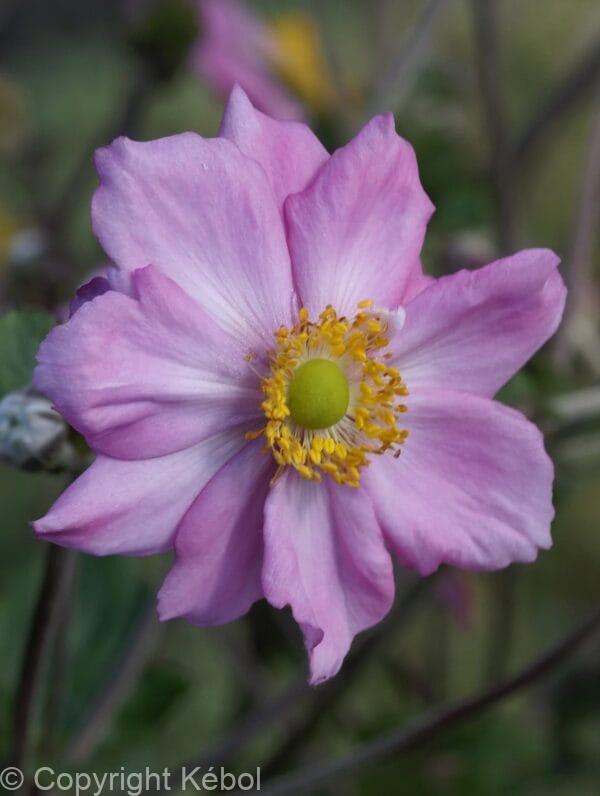 Anemone Königin Charlotte