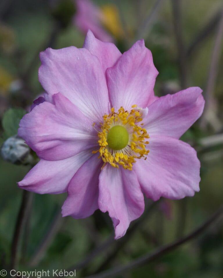 Anemone Königin Charlotte