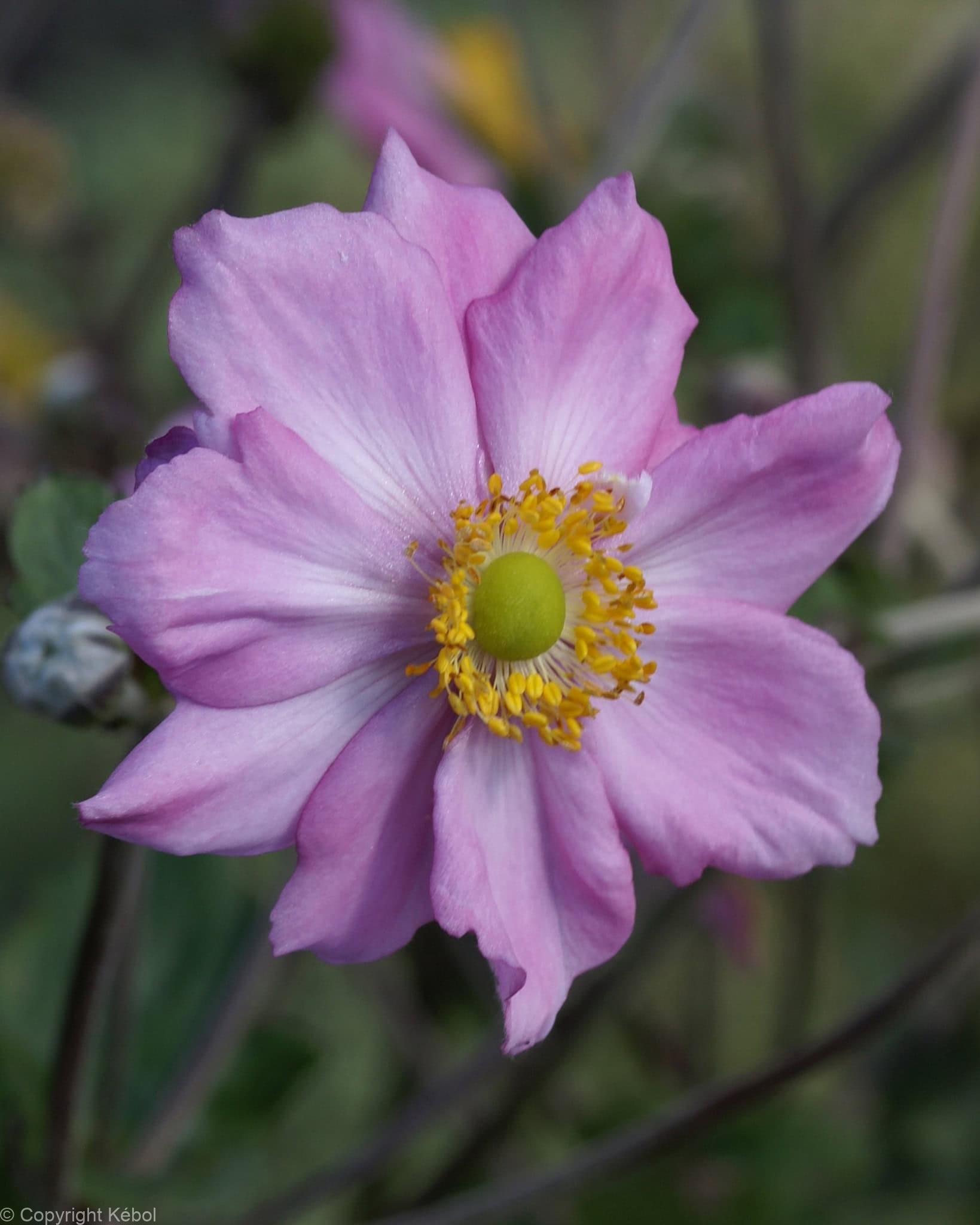 Anemone Königin Charlotte