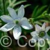 Anemone leveillei