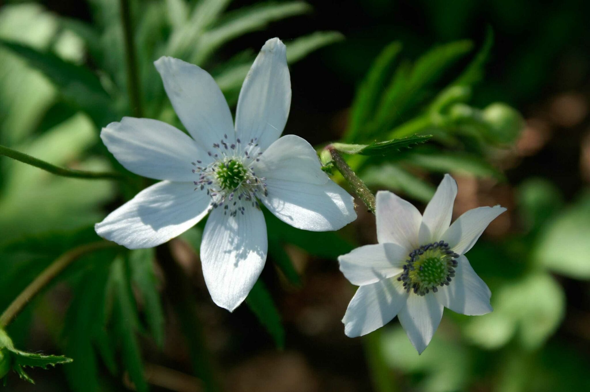 Anemone leveillei
