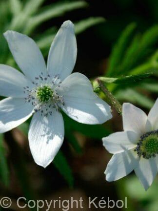 Anemone Leveillei - case