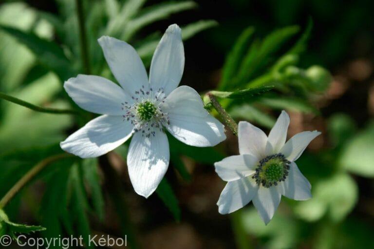 Anemone leveillei