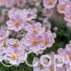 Anemone Praecox