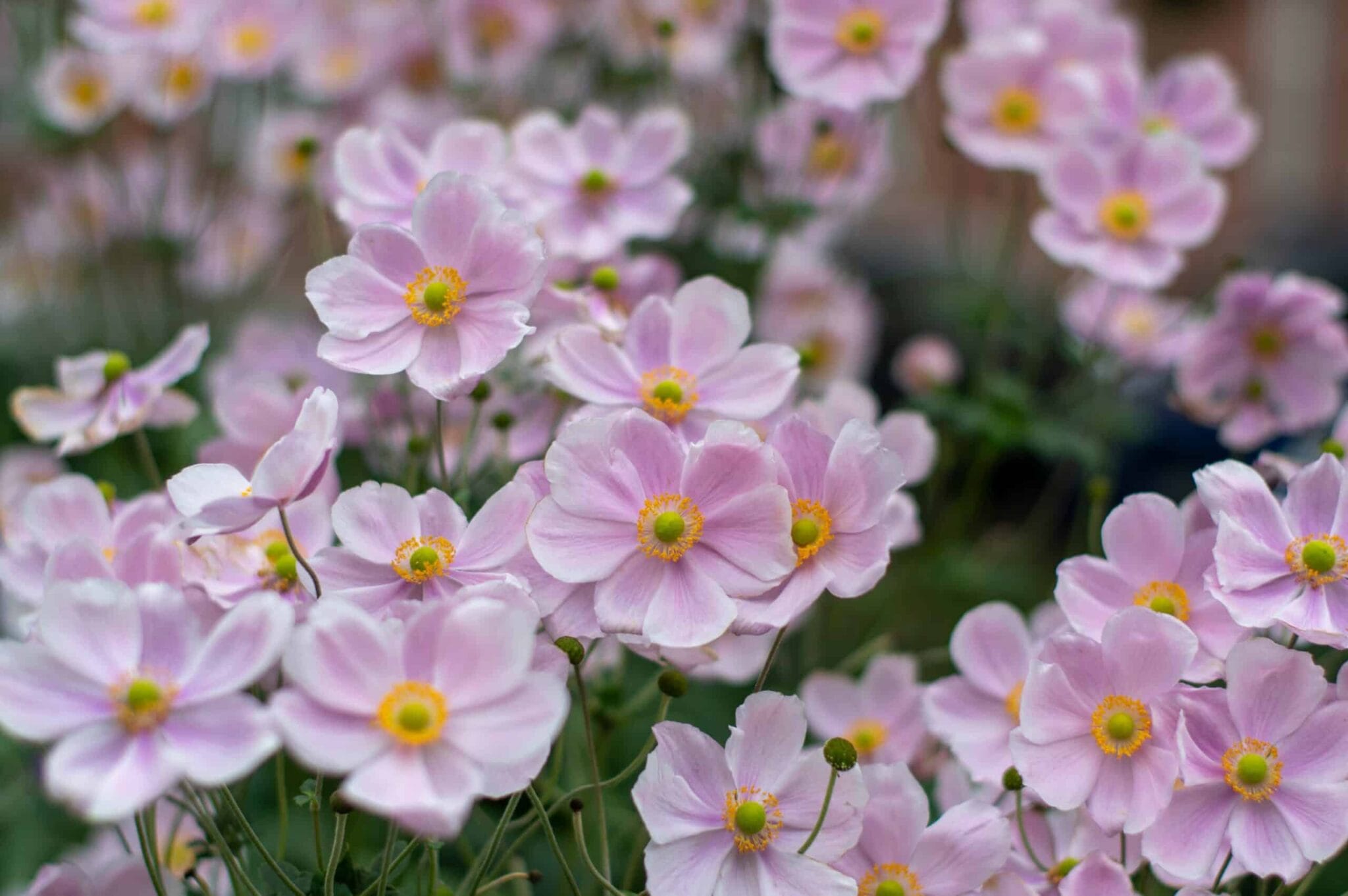 Anemone Praecox