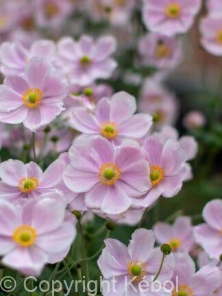 Anemone Praecox - case