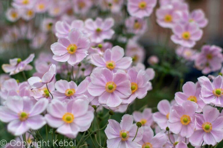 Anemone Praecox