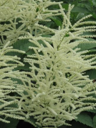 Aruncus Guinea Fowl - case